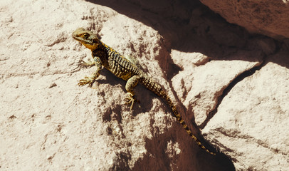 stones lizard summer sun