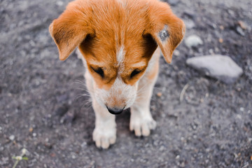 High angle shot of head of puppy