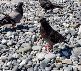 Dove Martin and his friends on the pebble beach waiting for a treat from holidaymakers