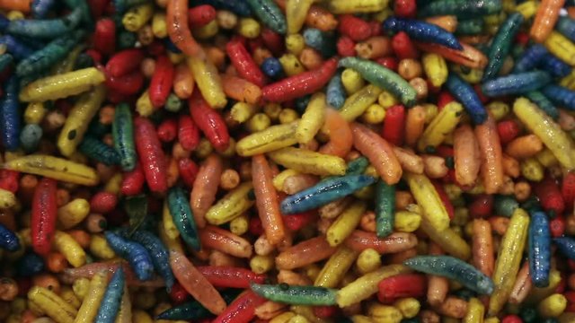 maggot worms of different colors crawl and move. background of the maggots