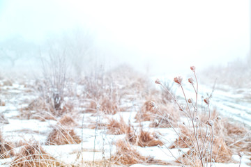 winter landscape. hoarfrost on plants in the field. strong frost