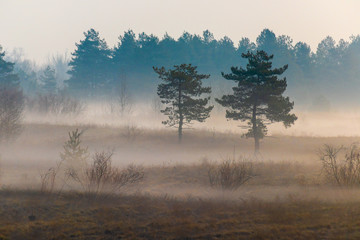 Plakat beautiful landscape with fog. pine trees in the fog