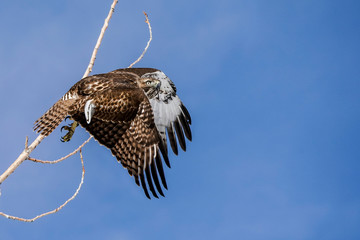 Hawk - Launch