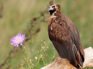 The vulture sits on a log against the background of a field and wild flower.j