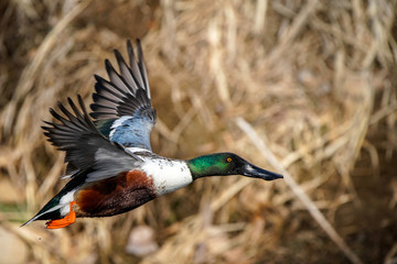 Obraz premium Northern Shoveler Flight