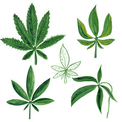 Set of green marijuana cannabis leaves isolated on white background.