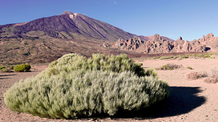 Green bush in front of Pico del Teide