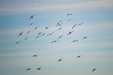 several wild ducks in flight