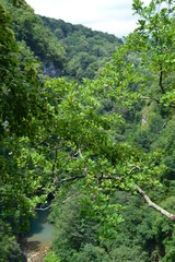 Fototapeta na wymiar view of forest yew-boxwood grove