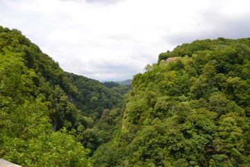 Fototapeta premium landscape in the mountains yew-boxwood grove