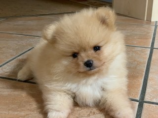 Baby Pomeranian
