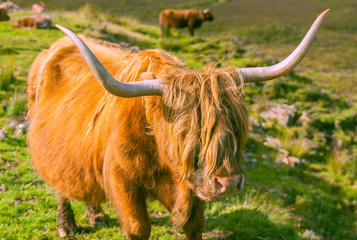 Grazing yak highland cow in a green summer field of sky Island, Scotland