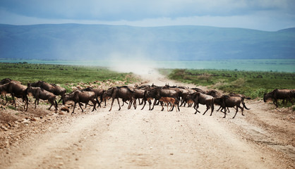 A herd of wildebeests in Africa