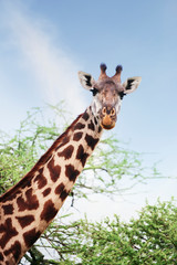 Close up of giraffe in Africa