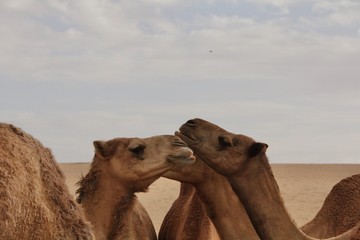 camel in the desert