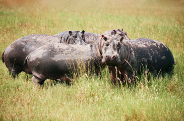 Four hippopotamuses in the grass