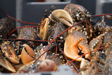 Homard lobster fishing peche