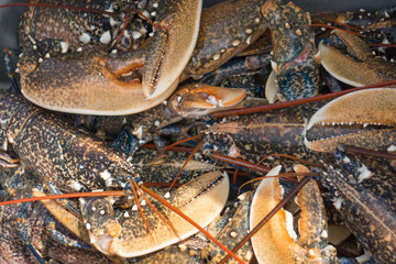 Homard lobster fishing peche