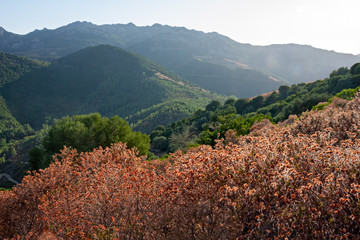 Panoramic view of a landscape with the vivid colors of the Mediterranean maquis, in Sardinia, Italy.