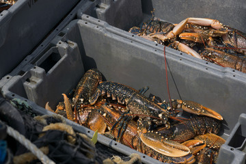 Homard lobster fishing peche