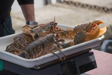 Homard lobster fishing peche