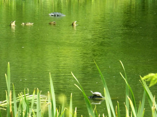 Ducks and turtle in a pond in the middle of the city