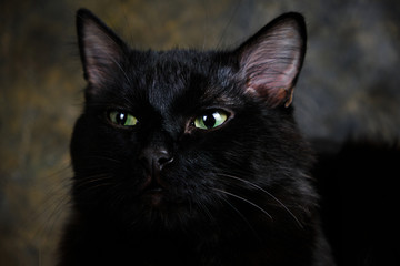 Black cat with green eyes, old wall background.