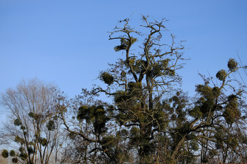 Mistletoe (Viscum album) in a tree