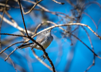 Blue-gray Gnatcatcher in Brazos Bend State Park!