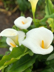 california calla lilies