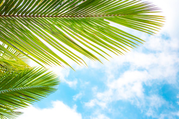 palm leaves against blue sky