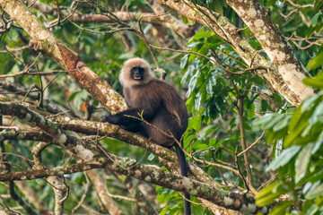 Nilgiri Langur with baby, Topslip, Tamilnadu, India