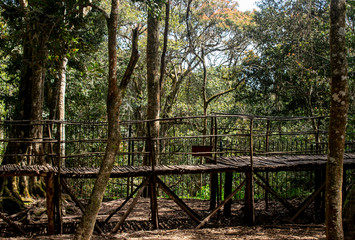 Man made wooden bridge in forest