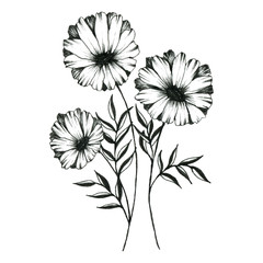 Bellis, Daisy, Chamomile. Graphic outline illustration of flowers. For design.