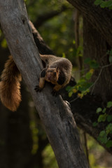 Malabar Giant Squirrel or Grizzled giant squirrel