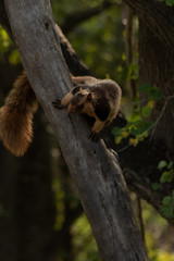 Malabar Giant Squirrel or Grizzled giant squirrel