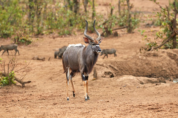 Obraz na płótnie Canvas Male nyala walking in Kruger