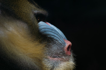 Retrato de un mandril macho en la oscuridad