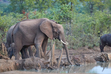 A herd of African elephants drinking at a waterhole