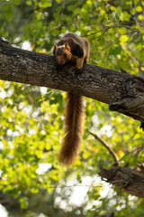Malabar Giant Squirrel or Grizzled giant squirrel