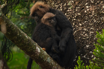 Nilgiri Langur with baby, Topslip, Tamilnadu, India