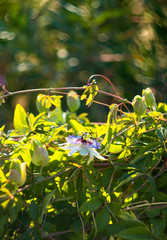Beautiful flower plants passion flower (passiflora) closeup in Sunny day