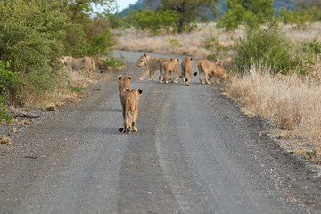 Pride of lions walking over the road in Kruger