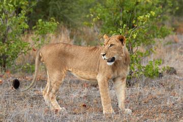 Young male lion waiting for the others