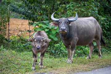 Naklejka na ściany i meble Water Buffalos on a roadside in Vietnam.