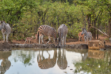 Fototapeta na wymiar Herd of zebras drinking at the waterhole