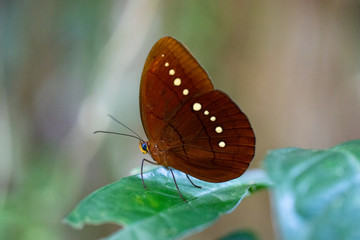 Fototapeta na wymiar Beautiful butterfly Large Faun or Faunis eumeus incerta on a green leaf.