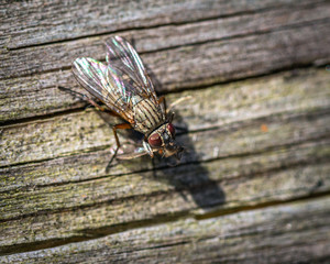 Small House Fly having a meal!