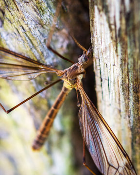 Tipula furca - Large Crane Fly on my fence!