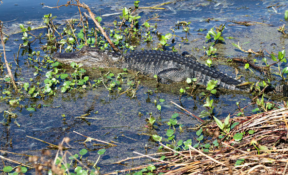 alligator in water plants
